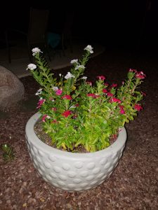 Potted plant beautiful backyard